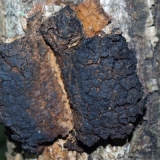 Kako liječiti jetru čagom: s cirozom i hepatitisom, pregledi gljivica